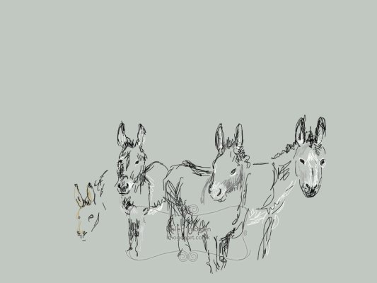 Copy of an original iPad drawing by artist Helen Imogen Field created live. Prize donkeys