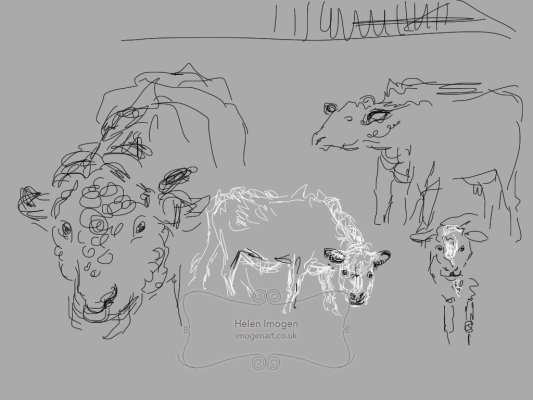 Copy of an original iPad drawing by artist Helen Imogen Field created live. Prize bull, Harry